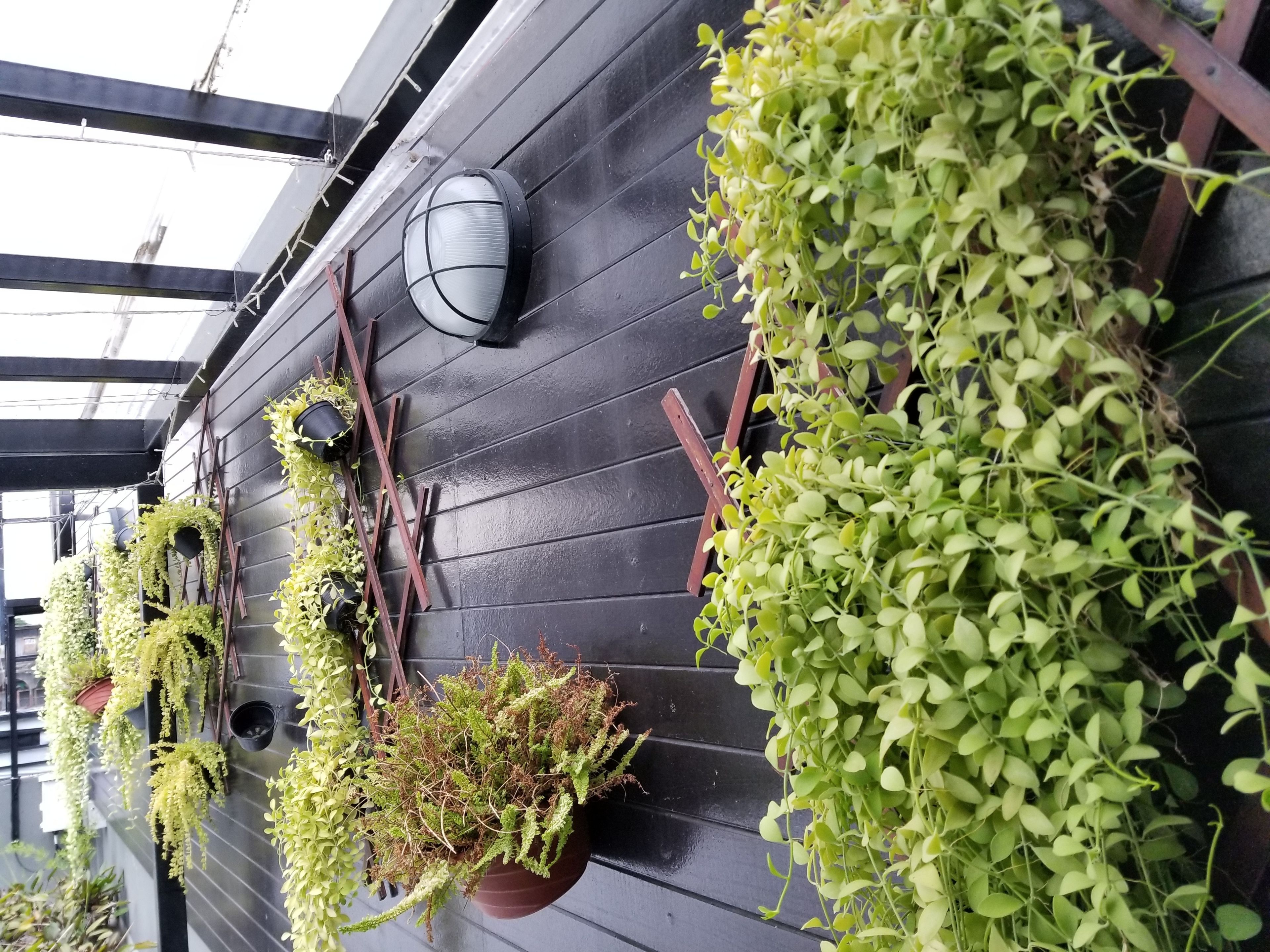 Una pared con varios maceteros colgantes y una lámpara de pared.