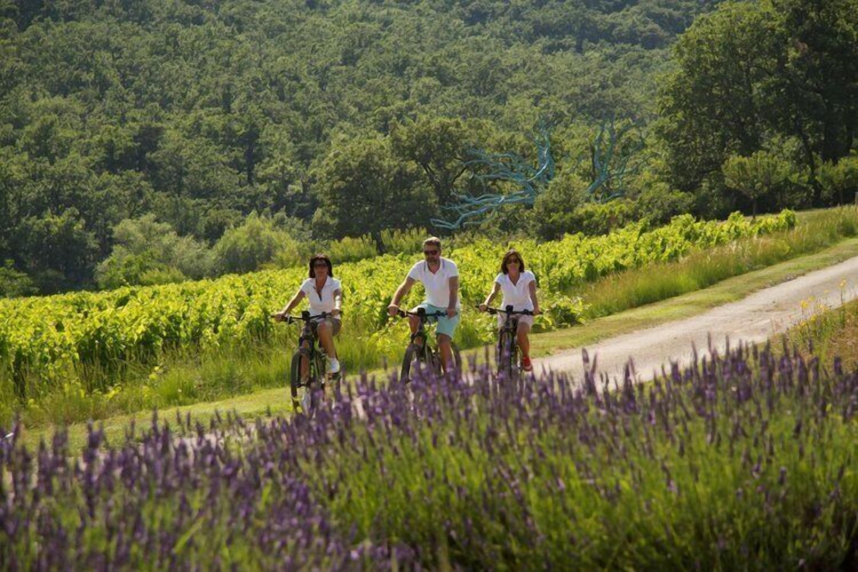 Three people riding bicycles on a rural road surrounded by lush greenery and lavender fields.