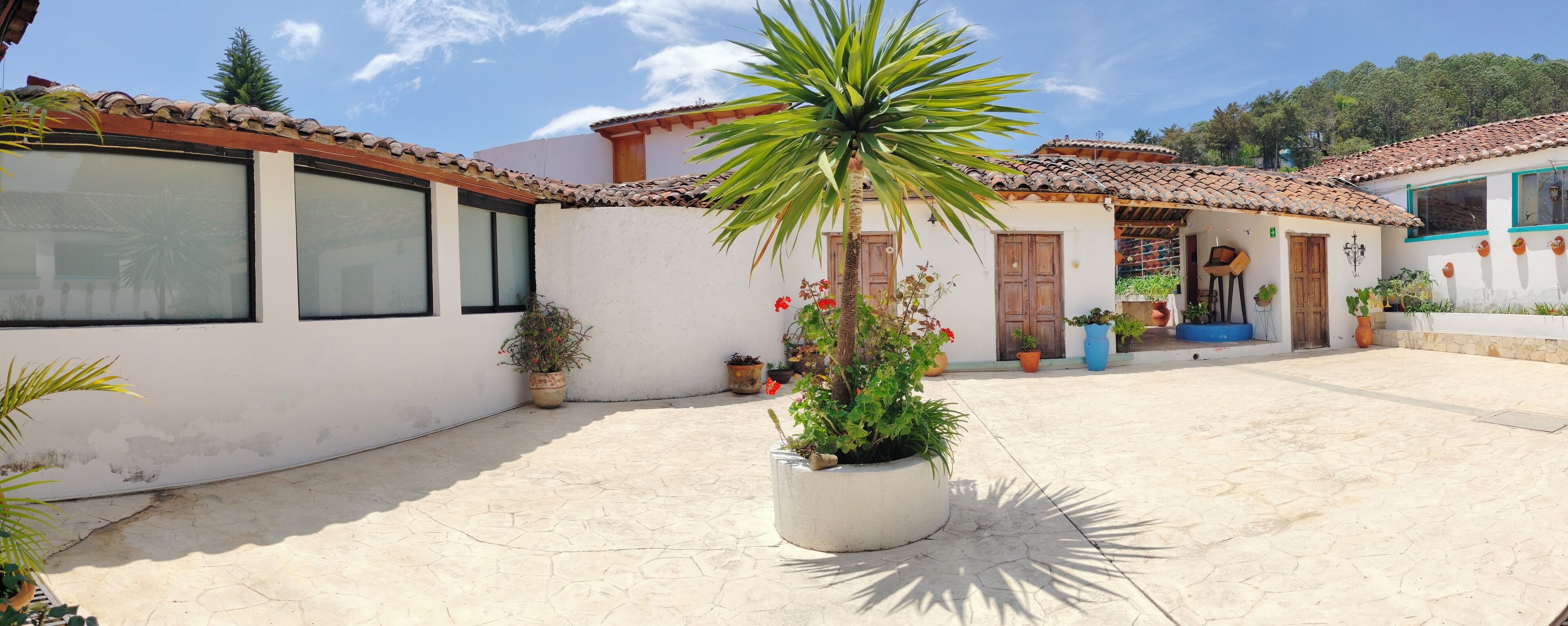 Un patio con una palmera, plantas en macetas y un edificio de paredes blancas y techo de tejas.