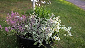 A garden with various flowering plants in a black pot.