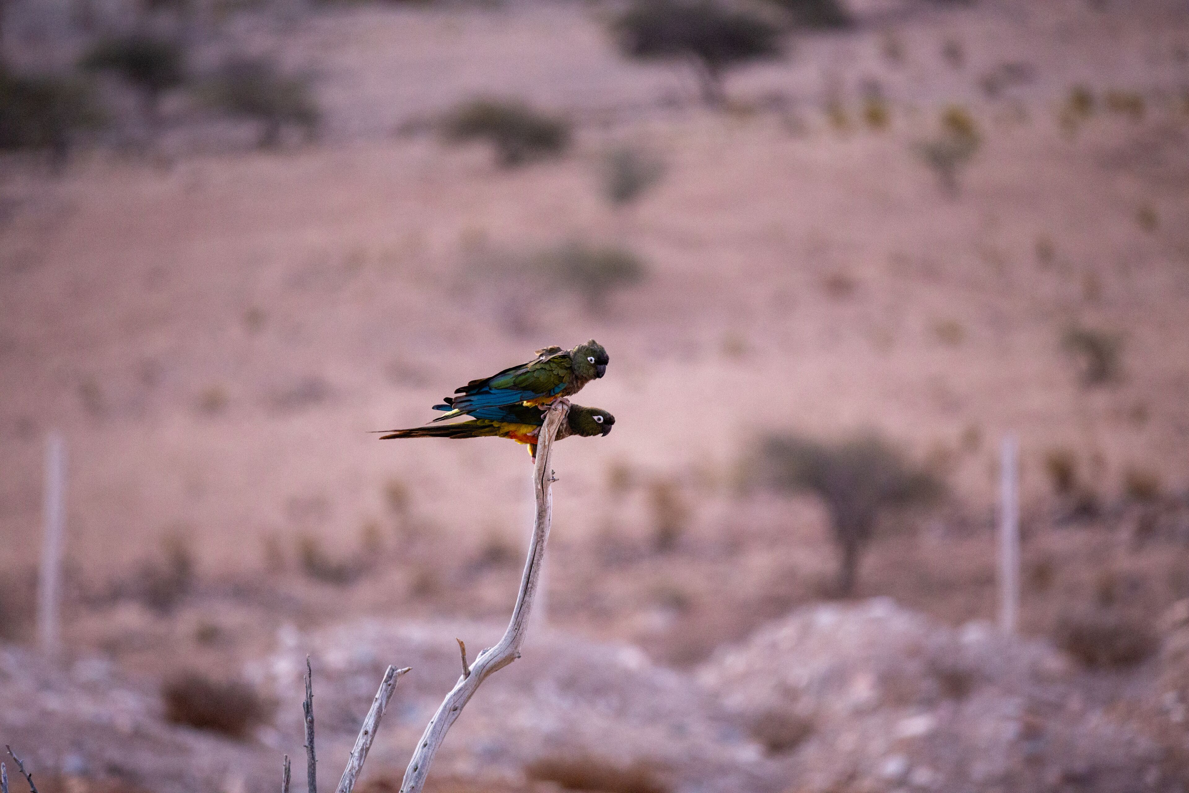 A bird perched on a branch in a natural setting.