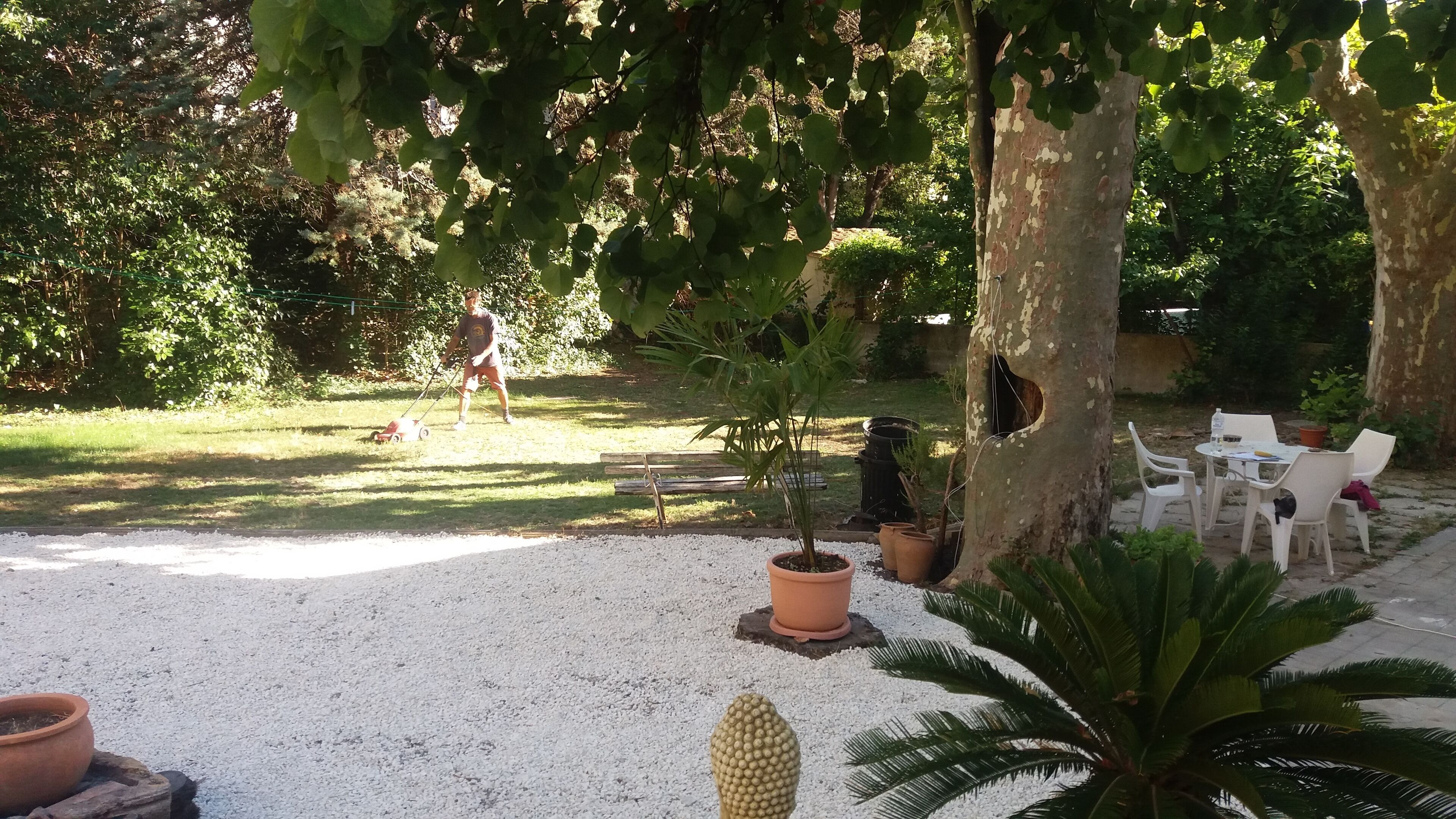 A garden area with a lawn, a tree with a hole in its trunk, and a table with chairs.
