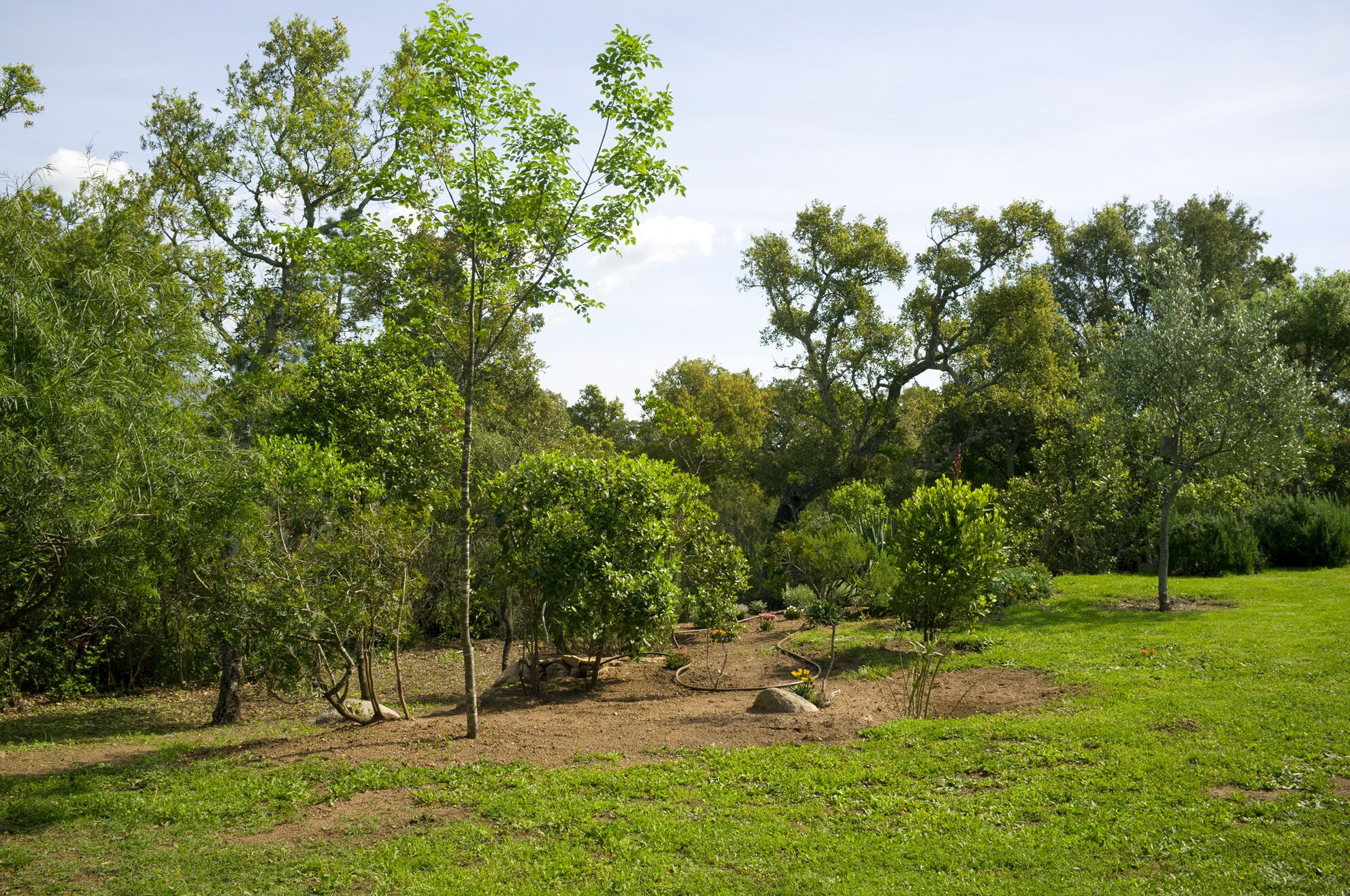 A garden with various trees and a well-maintained lawn.