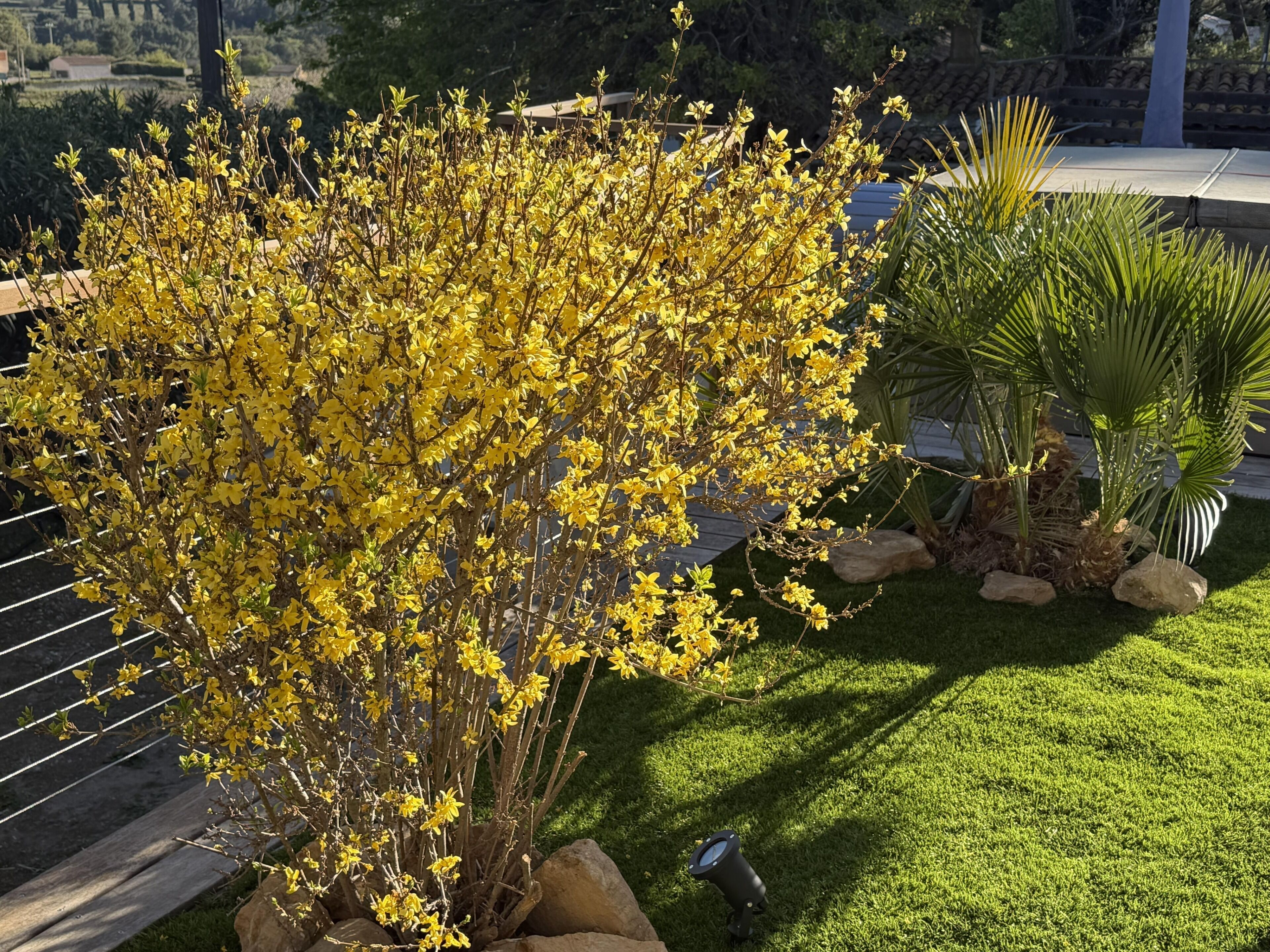 Un jardin avec des plantes à fleurs jaunes, un palmier et une clôture en métal.