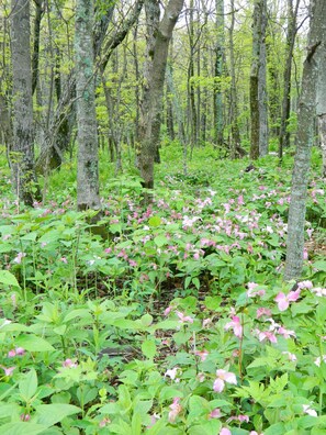 Property grounds - Recent improvements, walk to events, trails and slopes (Wintergreen)