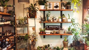 Une jardinerie où l’on trouve, présentées sur des étagères, une variété de plantes en pot, des plantes suspendues et un présentoir en bois rustique.