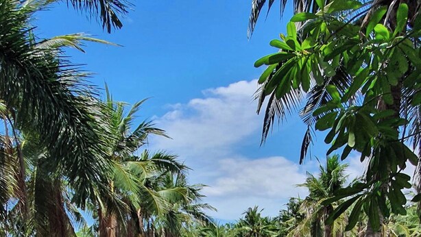 A sign with the text "KALA Canaal" surrounded by lush greenery and palm trees.