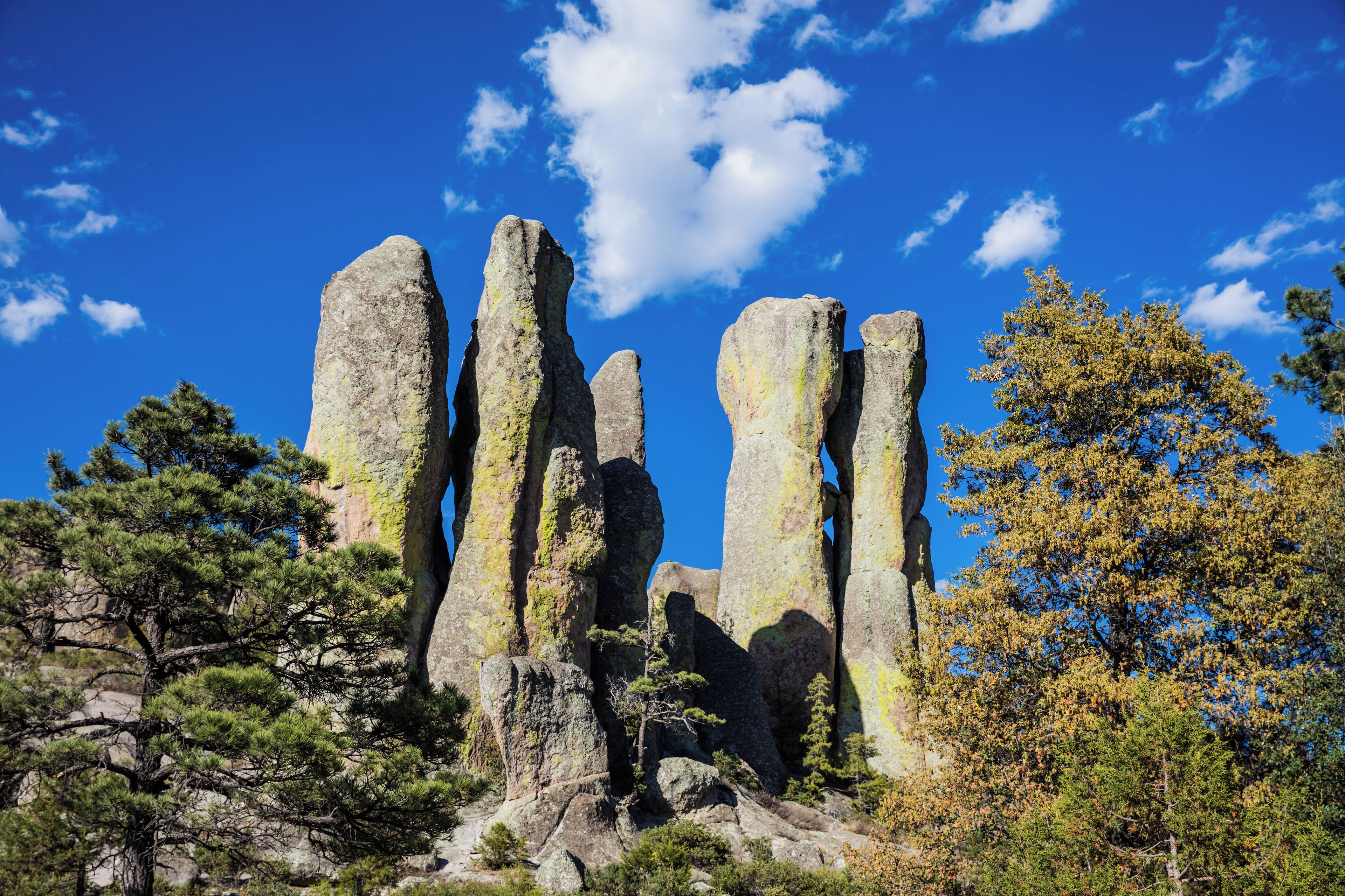 Foto - One Chihuahua Fashion Mall