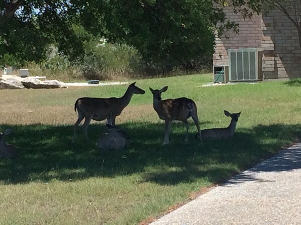 A grassy area with three deer and a stone structure. - Amistad Lake House Del Rio Tx (Del Rio)