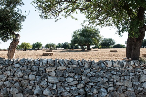 A stone wall with a dry field and trees in the background.