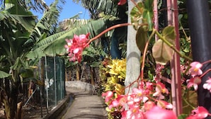 A narrow concrete pathway flanked by lush greenery and flowering plants. - Apartment "Vai Vem" -T2 on the island of Madeira - Portugal Tourism 32408 / AL (Madalena do Mar - Madeira)