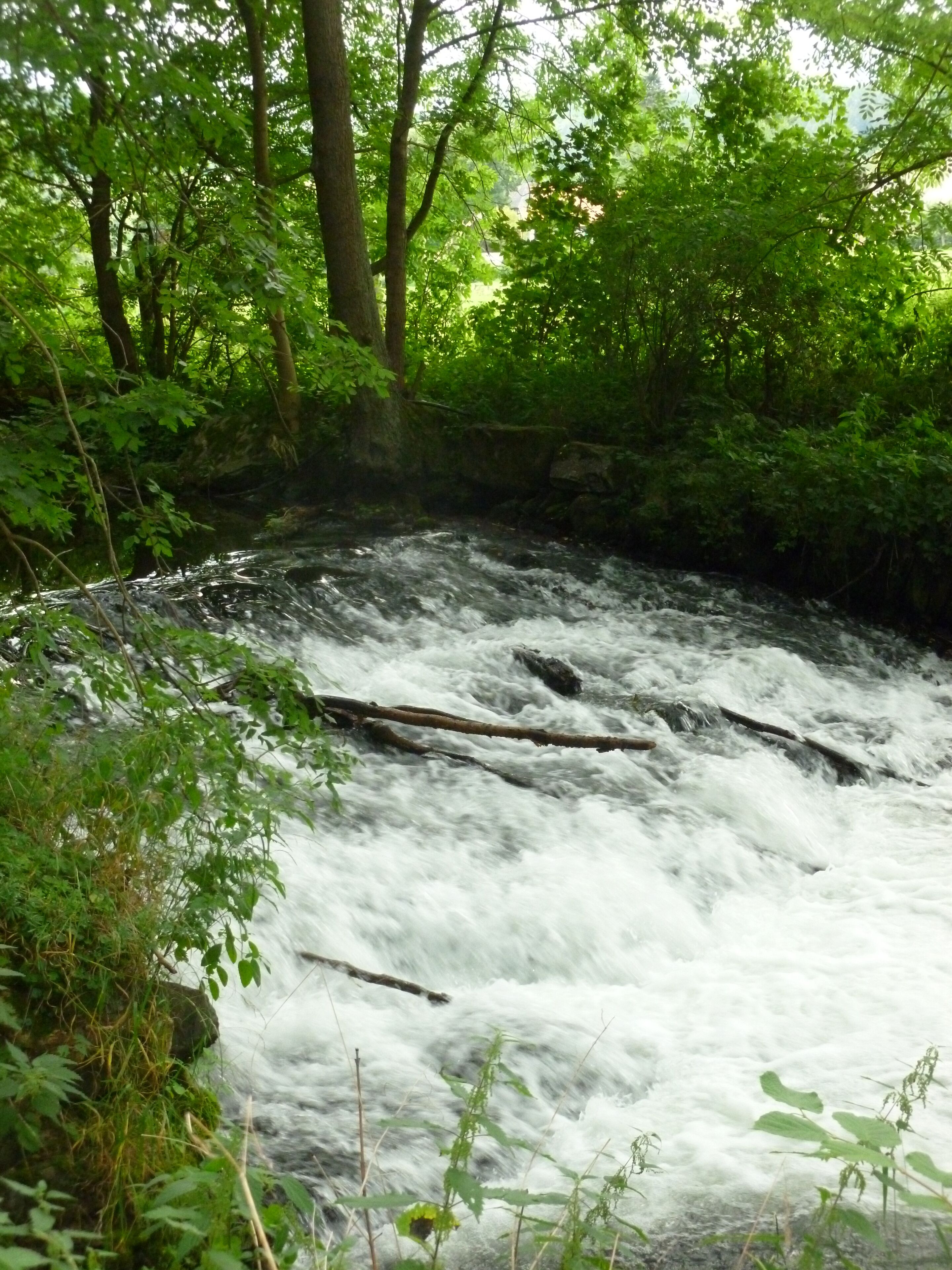 Ein schnell fließender Fluss, umgeben von dichtem Grün und Bäumen.