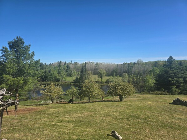 A grassy field with a pond, trees, and a clear blue sky.
