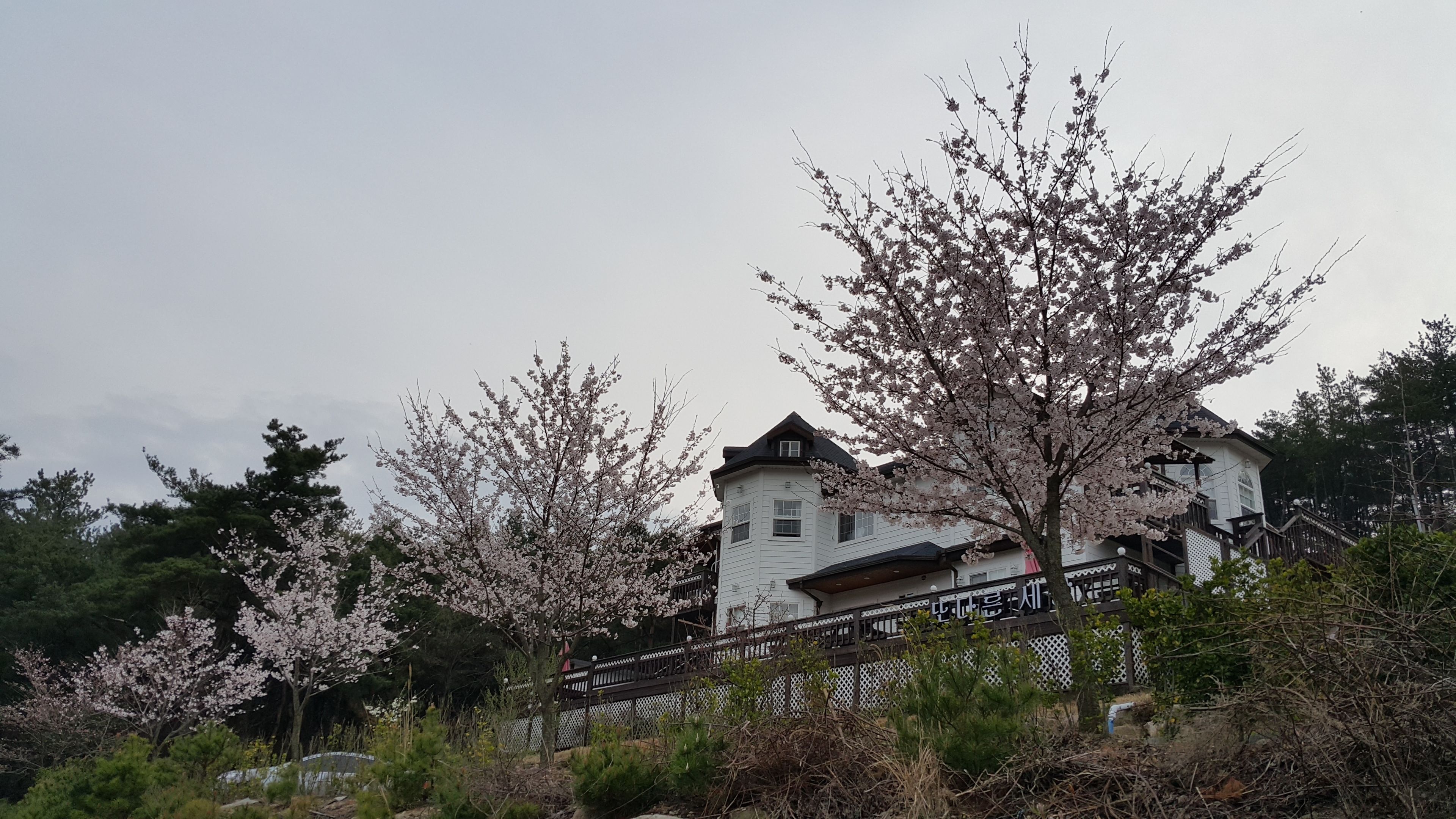 A traditional building with a white exterior and a dark roof, surrounded by blooming cherry trees.