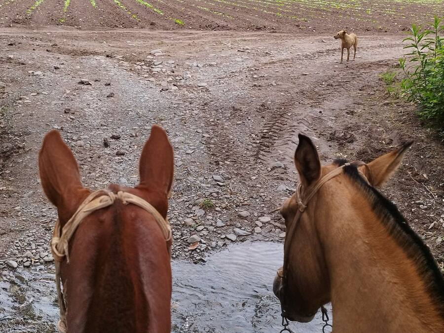 Zwei Pferde auf einem schlammigen Feld, im Hintergrund eine grüne Wiese und Bäume.