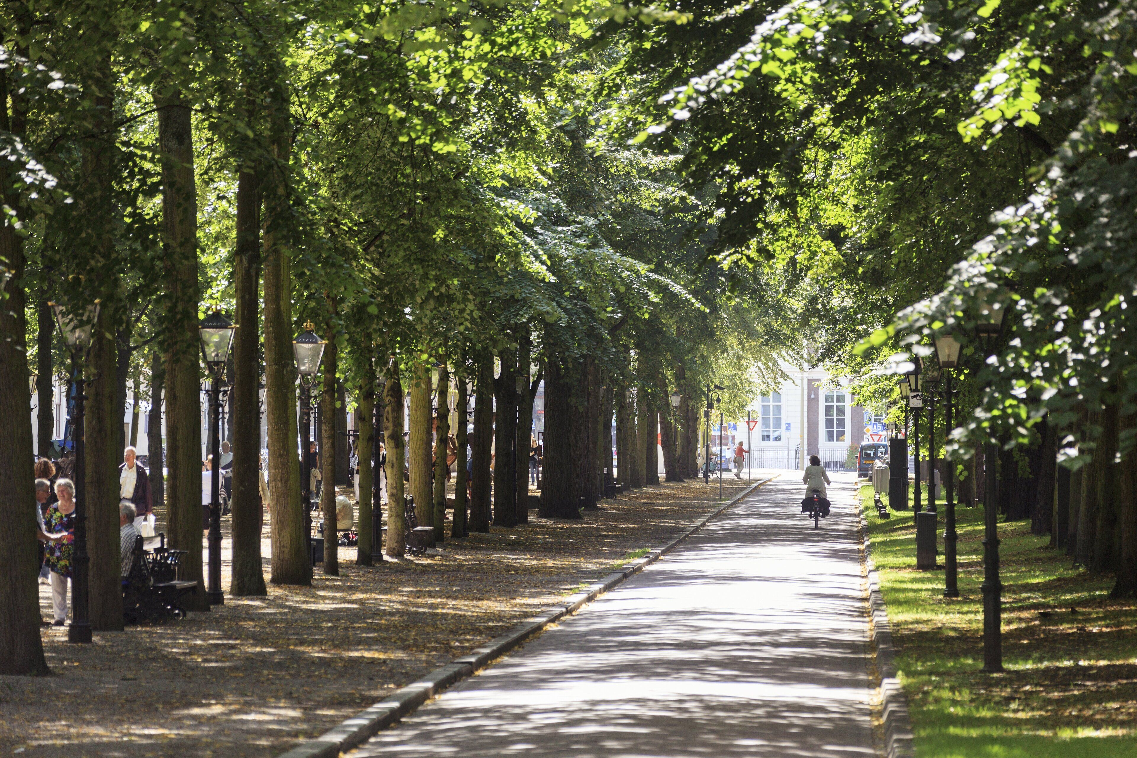Een pad met bomen, bankjes en lantaarns.