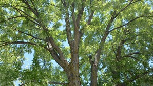 A large tree with a thick trunk and dense green foliage against a clear sky. - Motel Chez Nous (Laval)