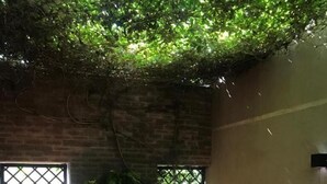 A cozy indoor patio with brick walls, a green hanging plant, wicker furniture, and a brick floor.