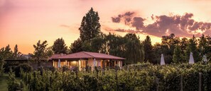 Viñedo con una casa al fondo.