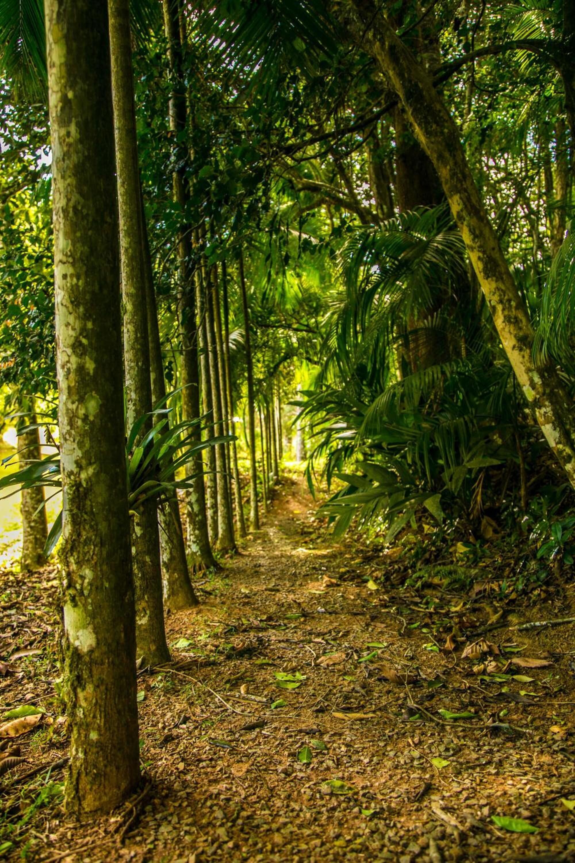 Un sendero forestal bordeado por árboles altos y vegetación densa.