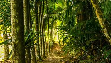 Un sendero forestal bordeado por árboles altos y vegetación densa.