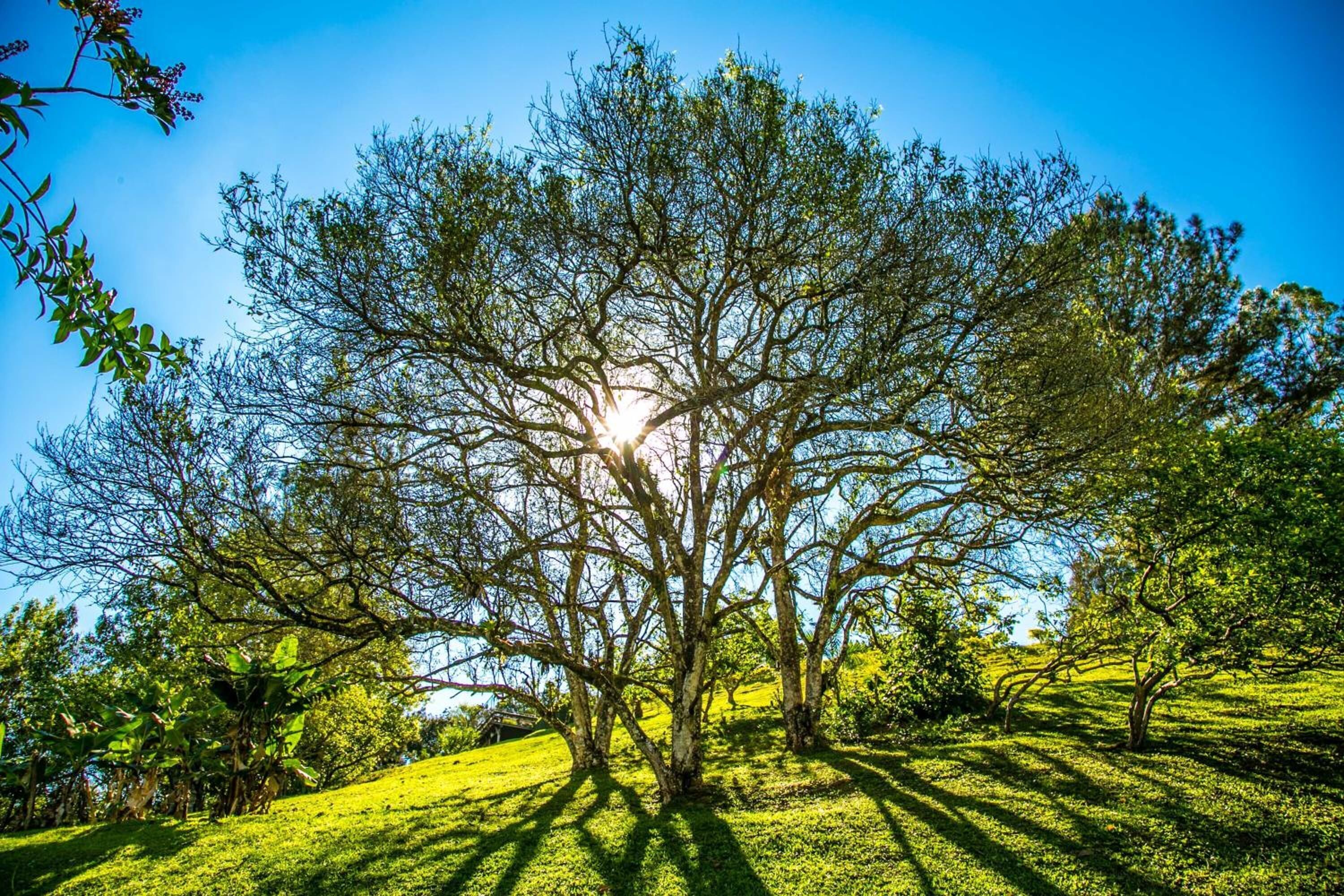 A large tree with a clear sky in the background.