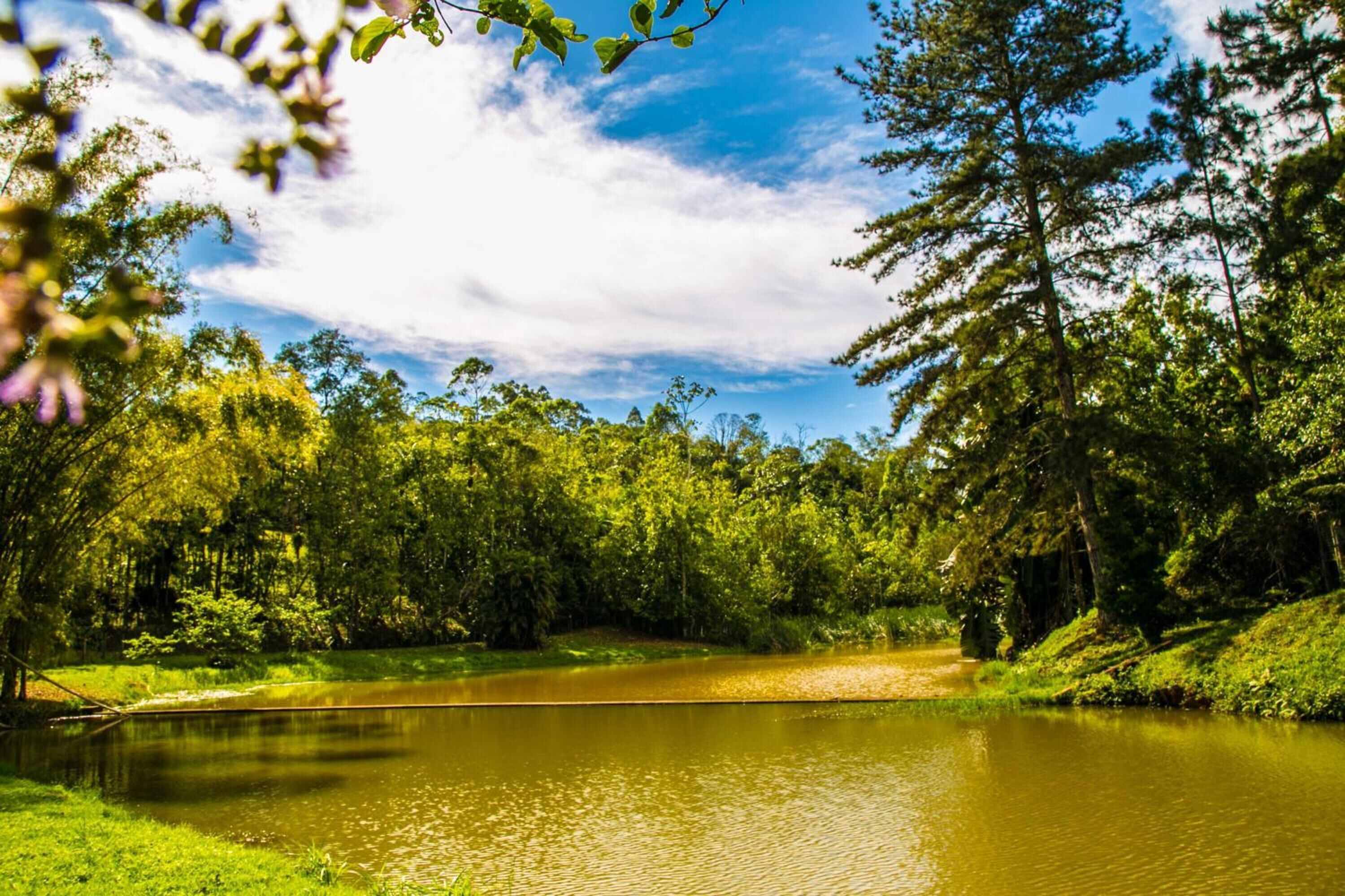 Un lago tranquilo rodeado de abundante vegetación y árboles.