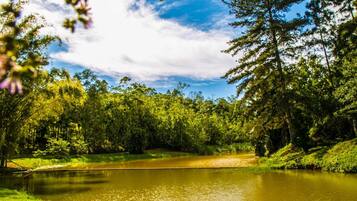 Un lago tranquilo rodeado de abundante vegetación y árboles.