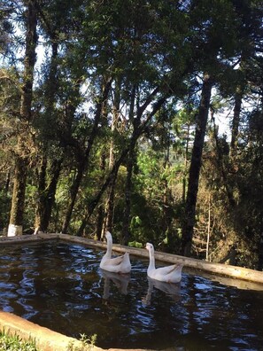 Natural pool