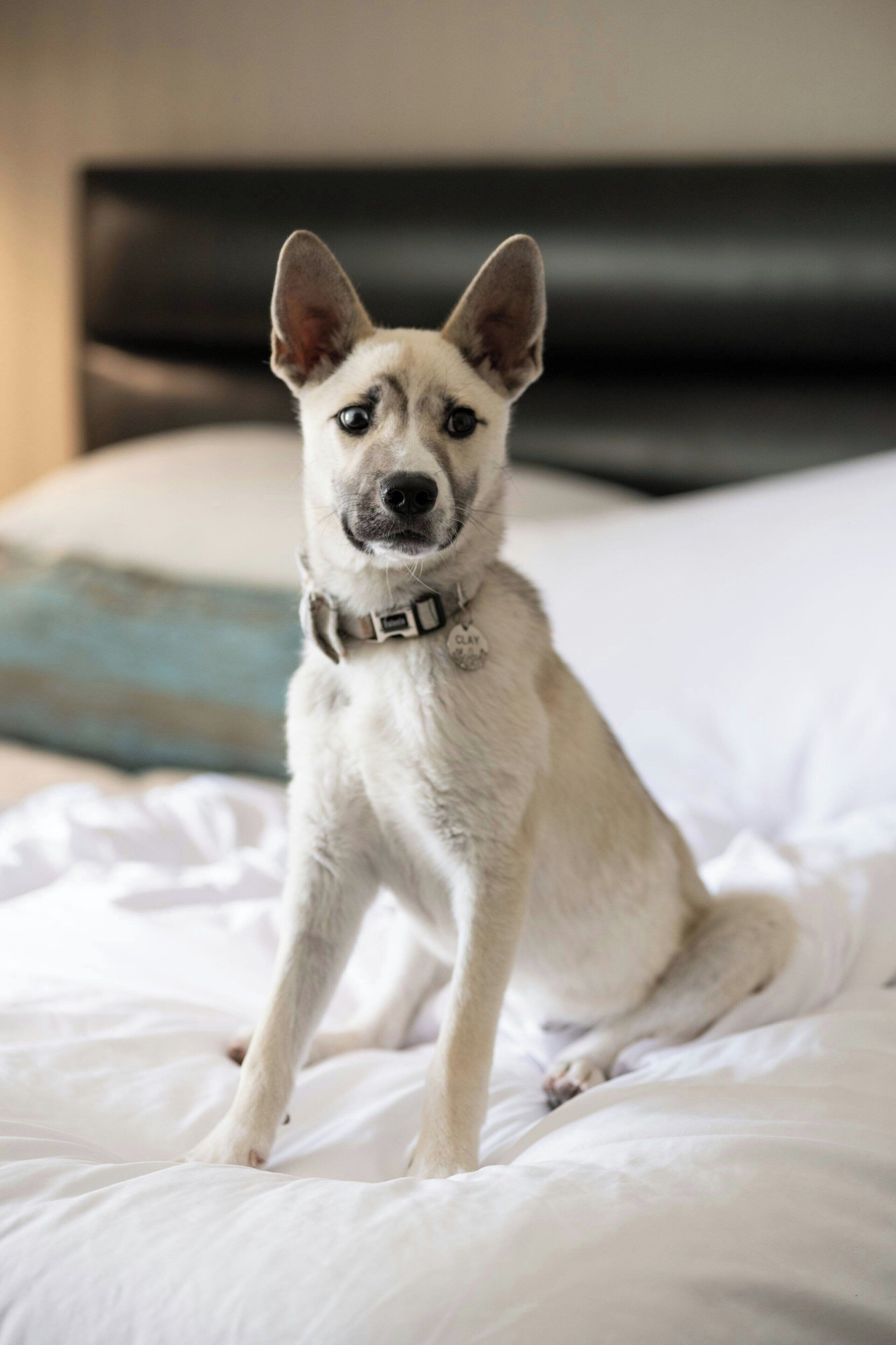 A dog sitting on a bed with a headboard.