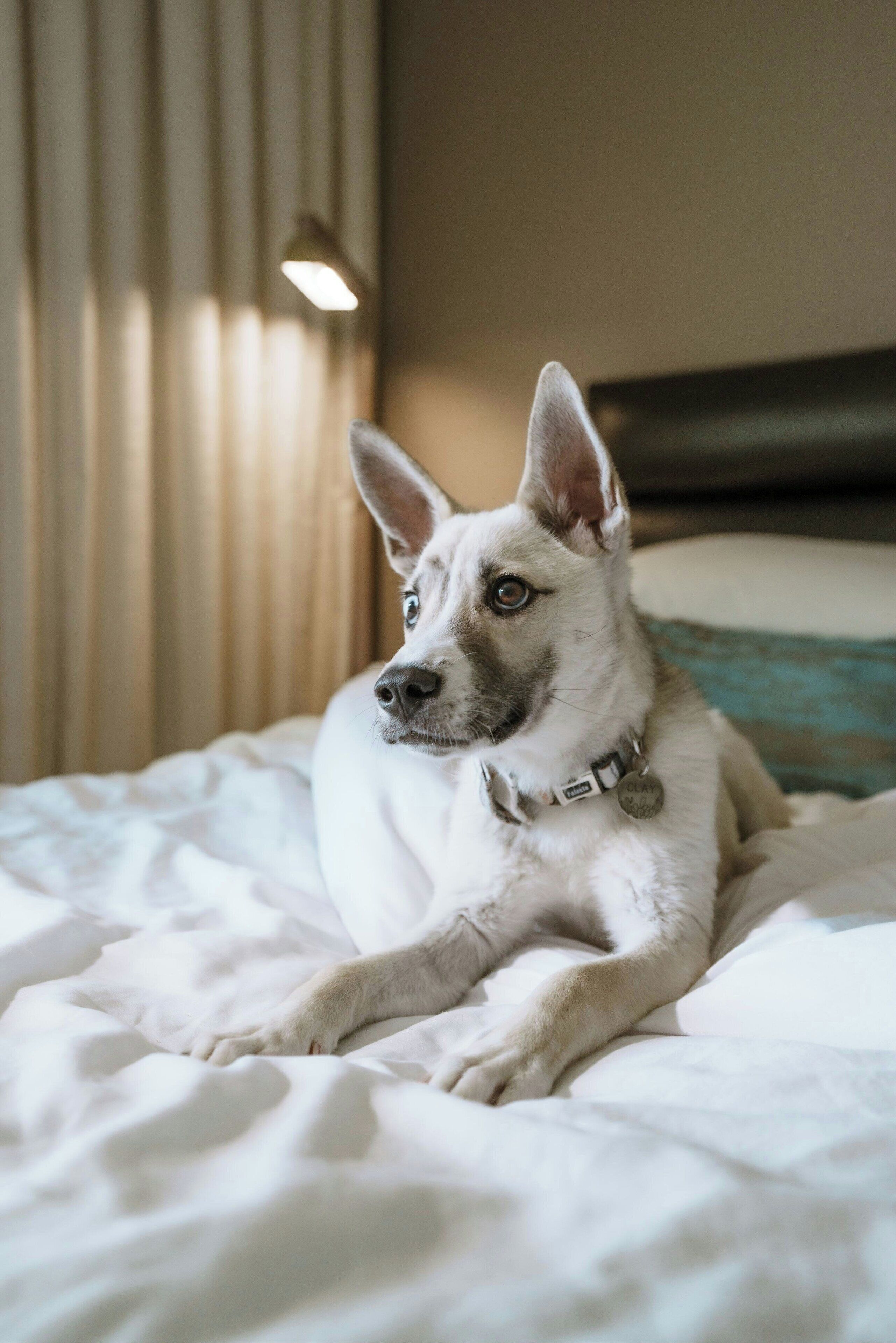 A dog lying on a bed with a headboard and curtains in the background.