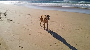Pet-friendly - Beachcomber Pet Friendly (Merimbula)