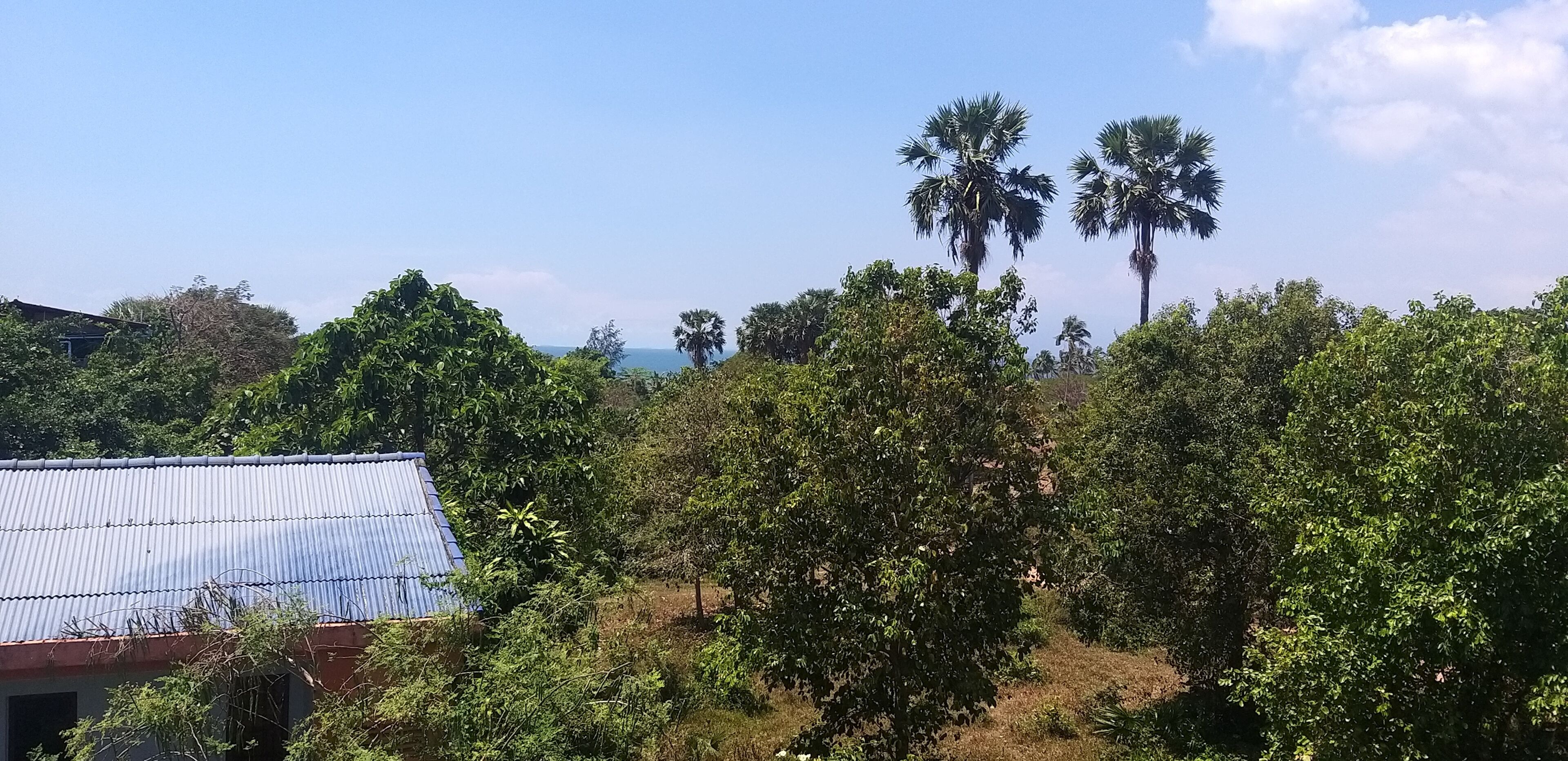 Un paisaje rural con una casa de techo de lámina corrugada, rodeada de abundante vegetación y altas palmeras.