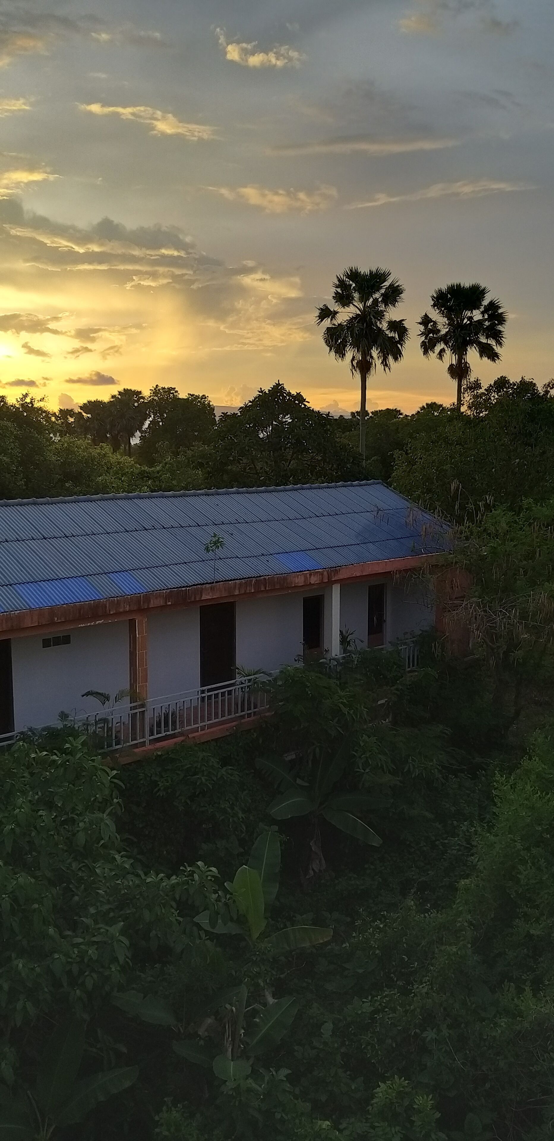 A building with a corrugated metal roof, surrounded by dense vegetation and palm trees.