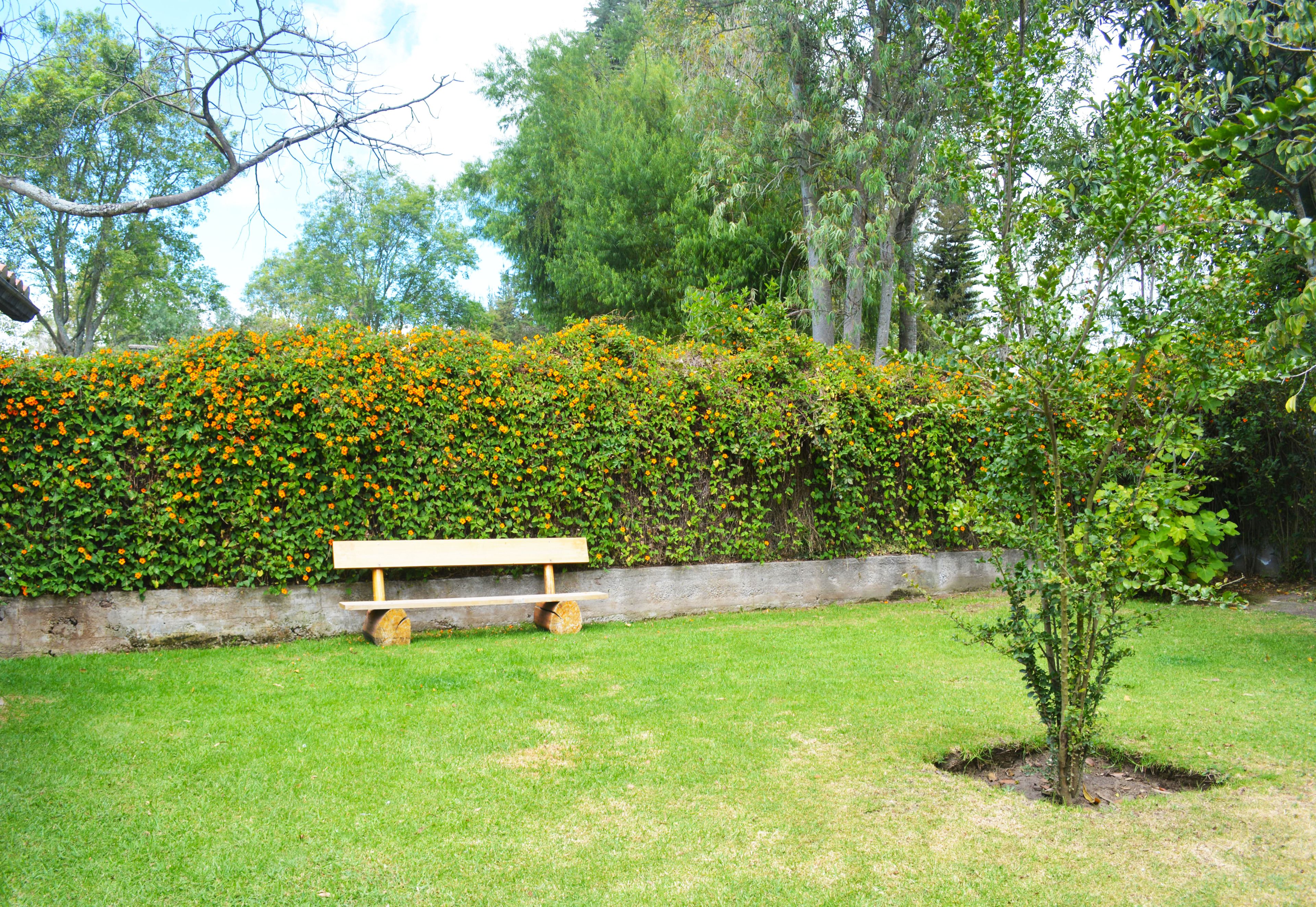 A grassy area with a wooden bench and a hedge of orange flowers.