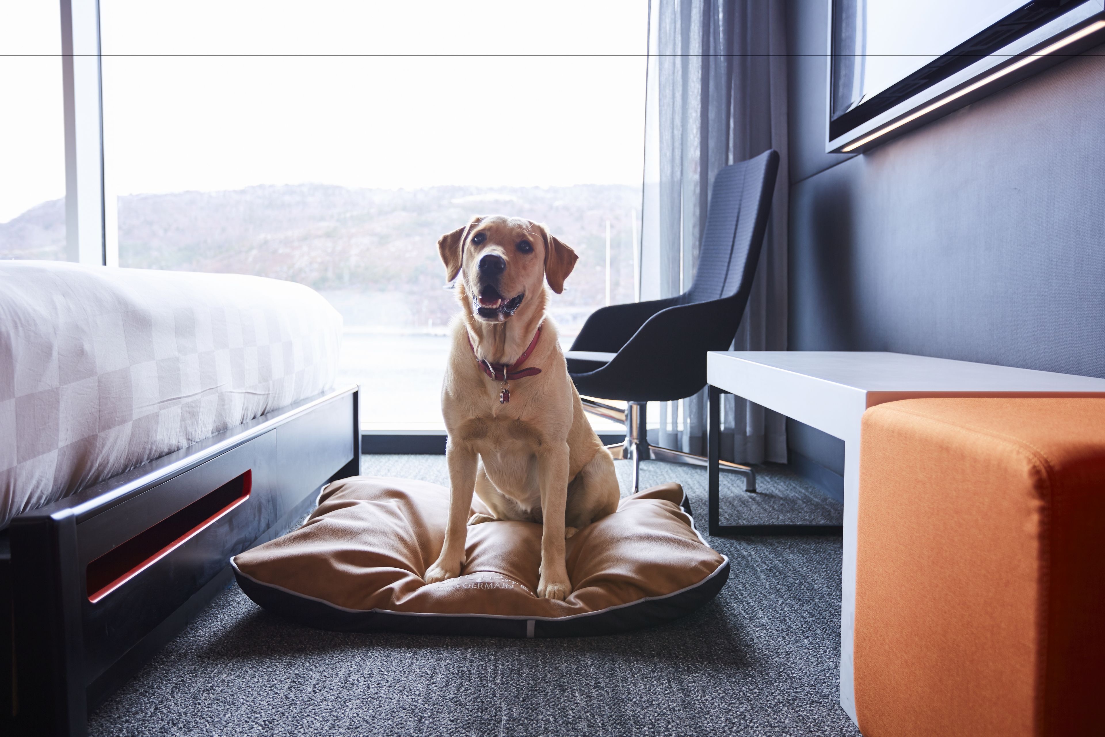 A dog sitting on a bed in a hotel room with a view of the outdoors.