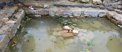 A small pond with rocks and lily pads, surrounded by a stone wall and greenery.