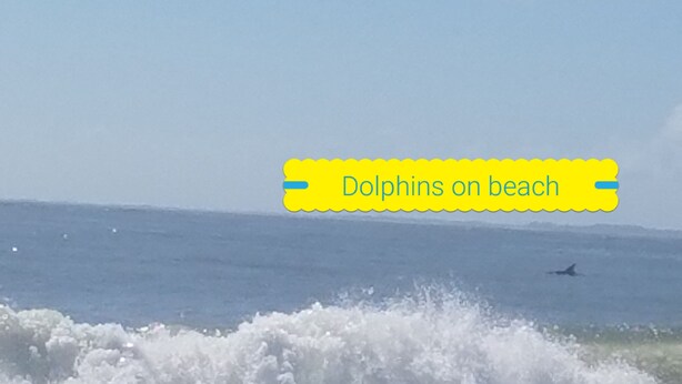 Dolphins on a beach with waves crashing onto the shore. - Sea & Tee Time - Plantation Club Villa  * REMODELED KITCHEN & ALL BATHS (Hilton Head Island)