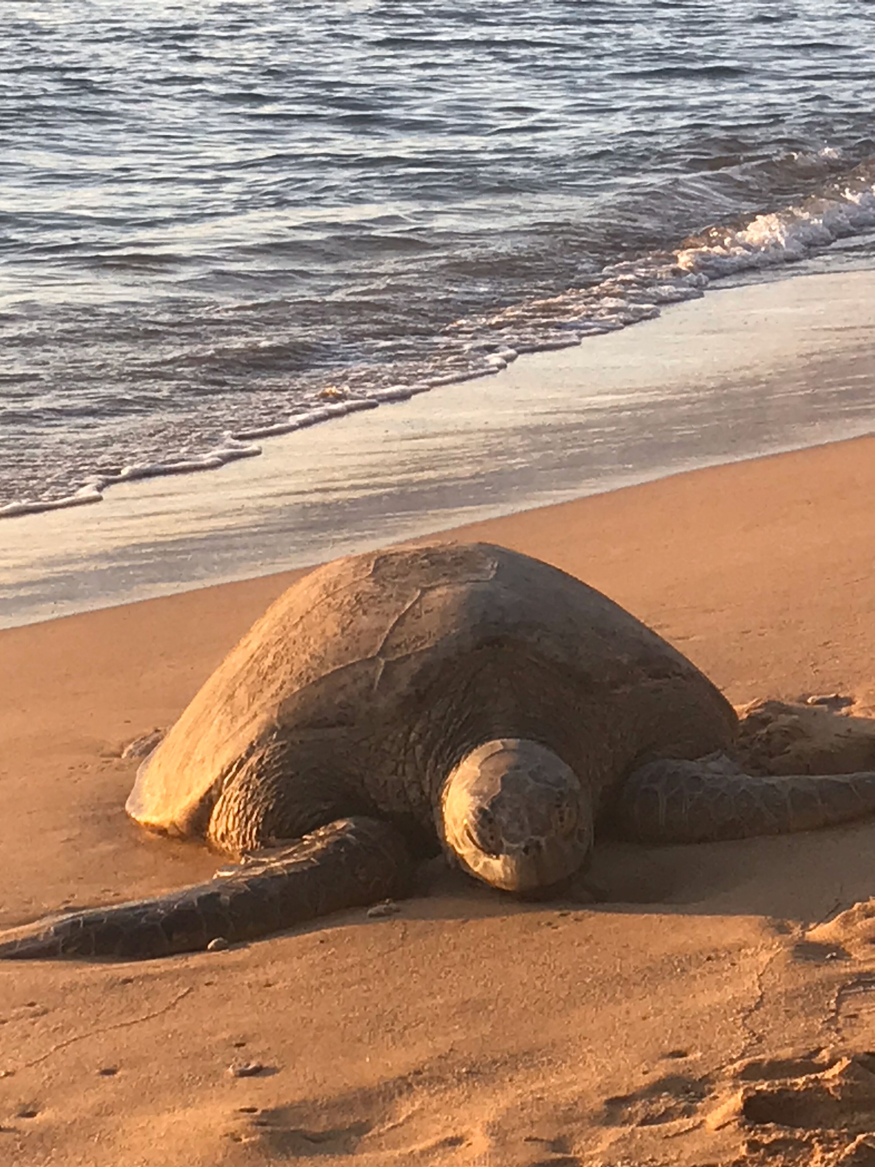Sun-loungers, beach towels