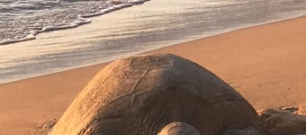 Escape to "Heavenly Haven", our beautiful, by the sea, comfortable Condo 