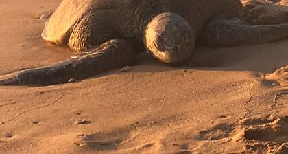 Escape to "Heavenly Haven", our beautiful, by the sea, comfortable Condo