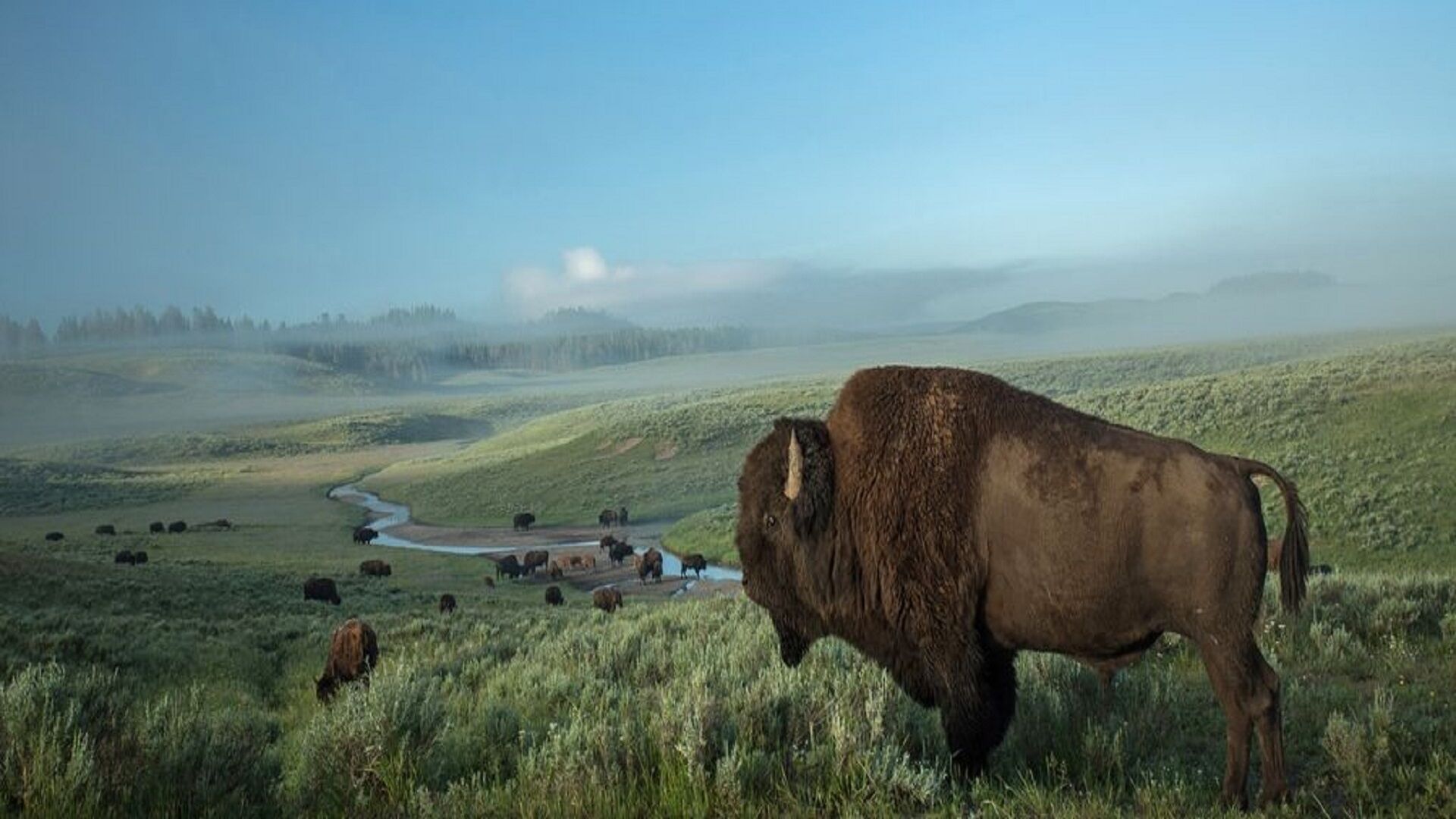 A bison in a grassy field with a river and trees in the background.