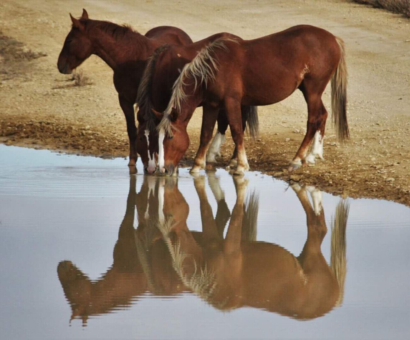 Three horses drinking water at a puddle.