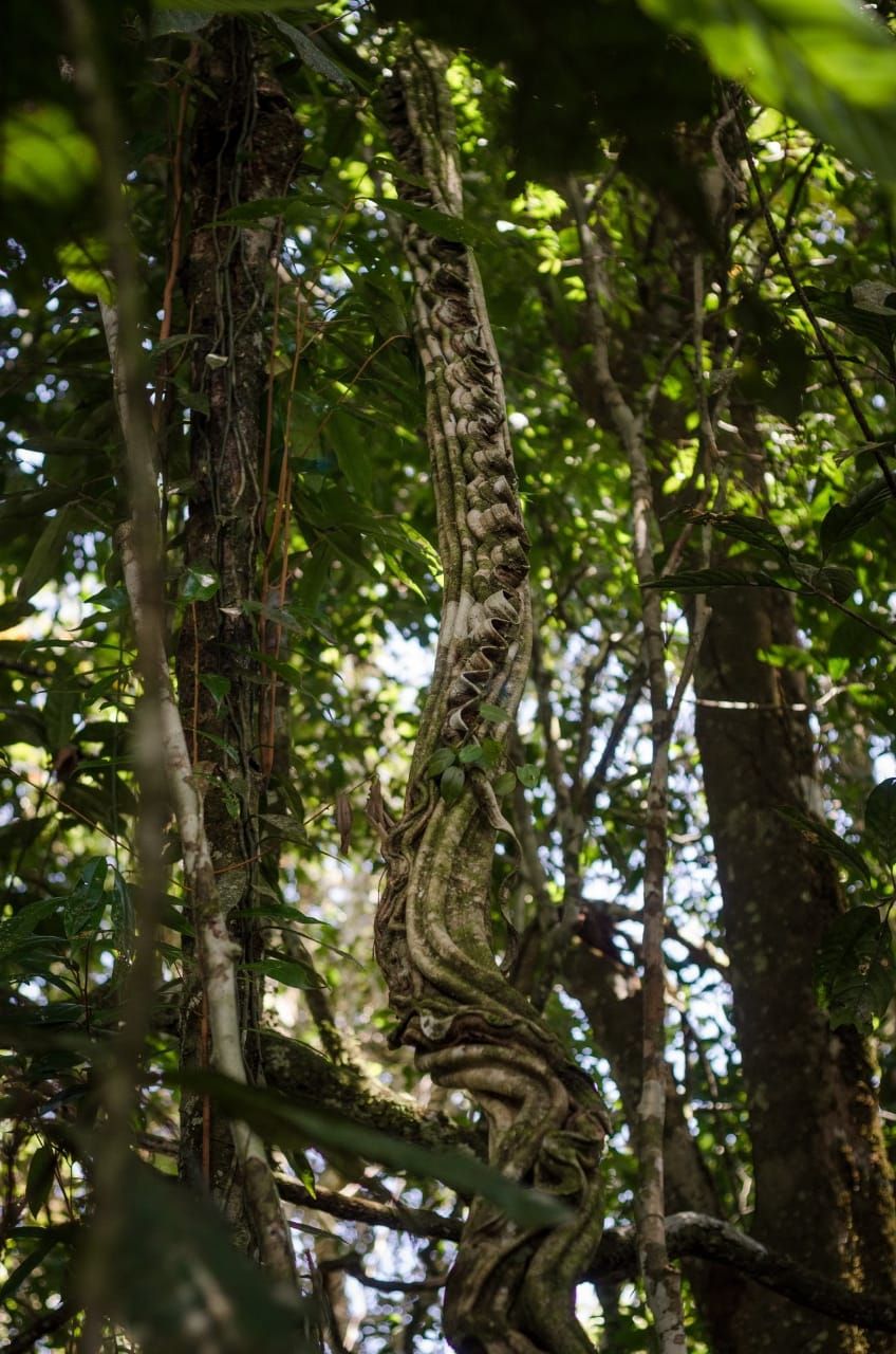 A tree with a thick, twisted trunk and dense foliage.