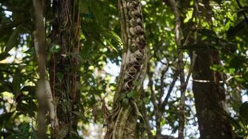 A tree with a thick, twisted trunk and dense foliage.