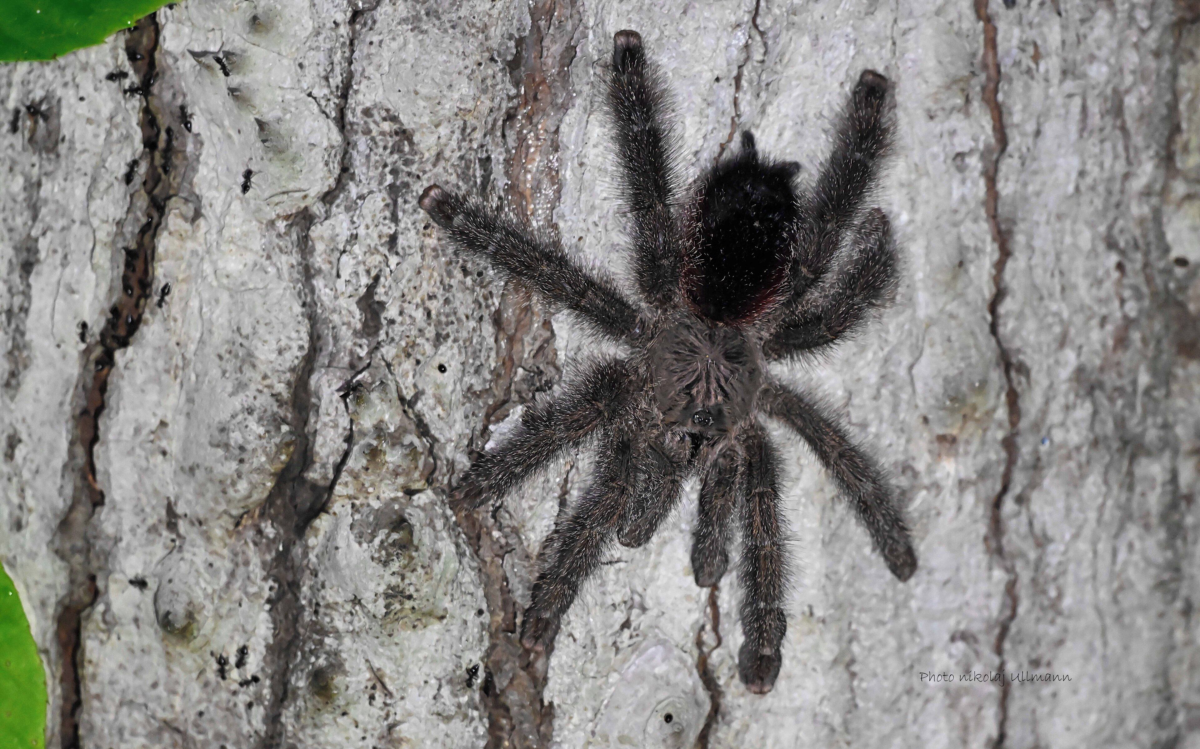 Uma aranha grande num tronco de árvore.