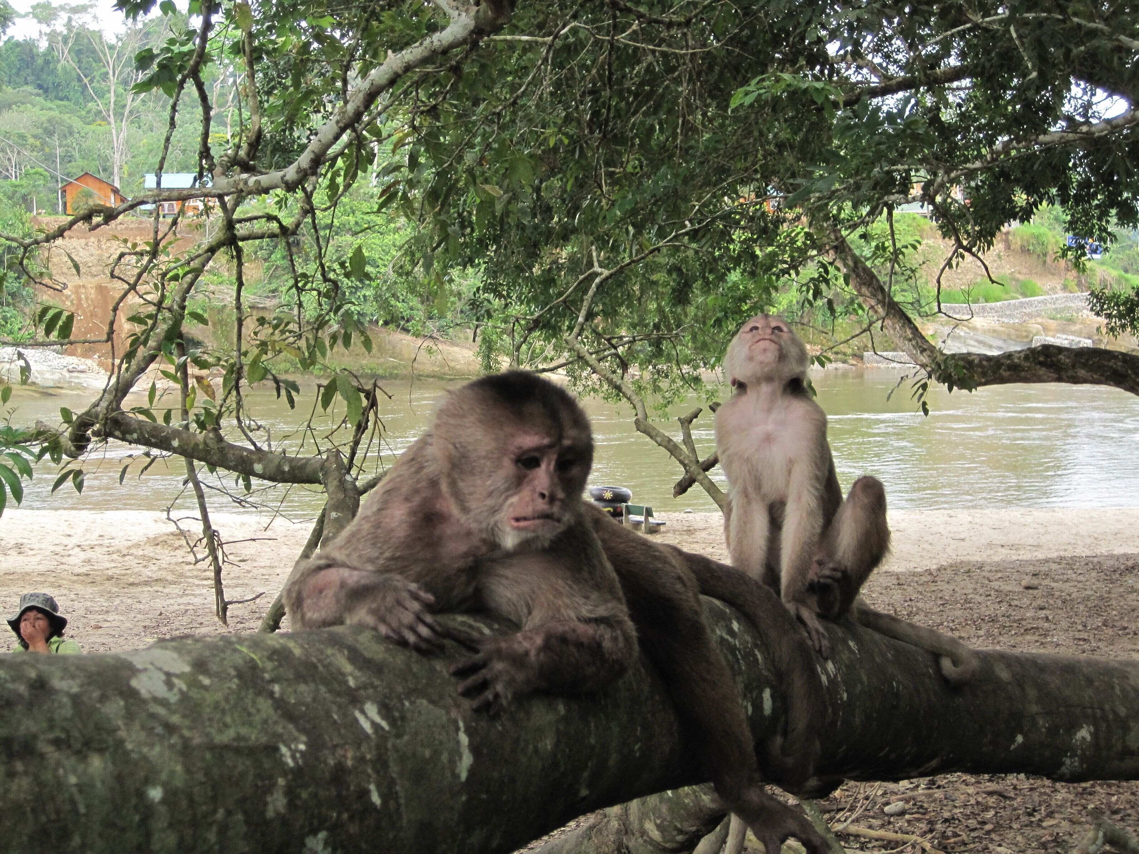 A monkey sitting on a tree branch with a river and a small building in the background.