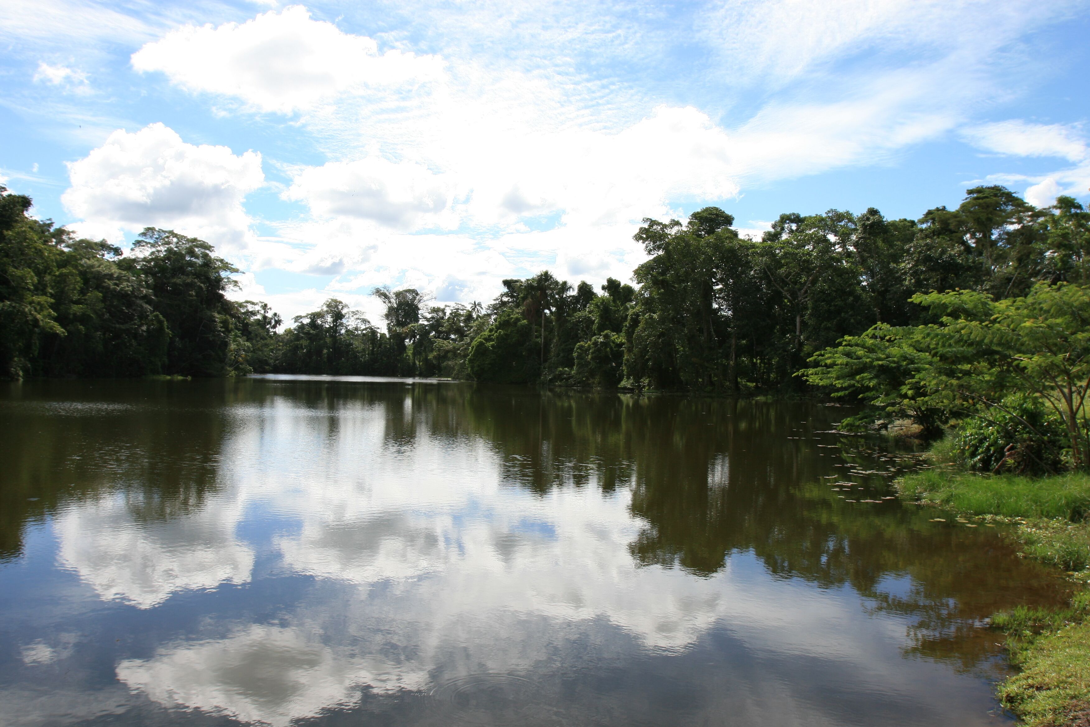 A calm lake surrounded by dense trees and a clear sky.