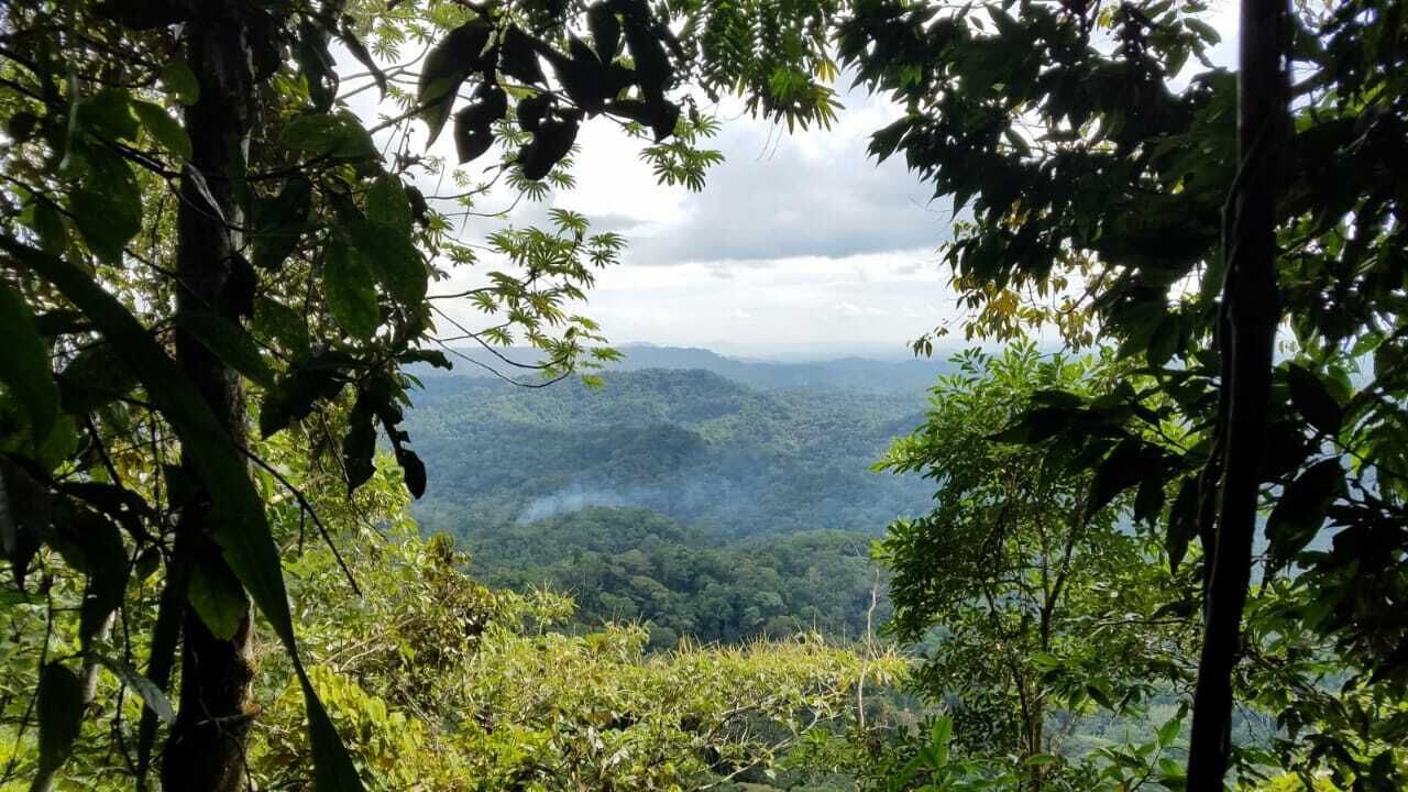 Paisagem arborizada com vista para colinas distantes.