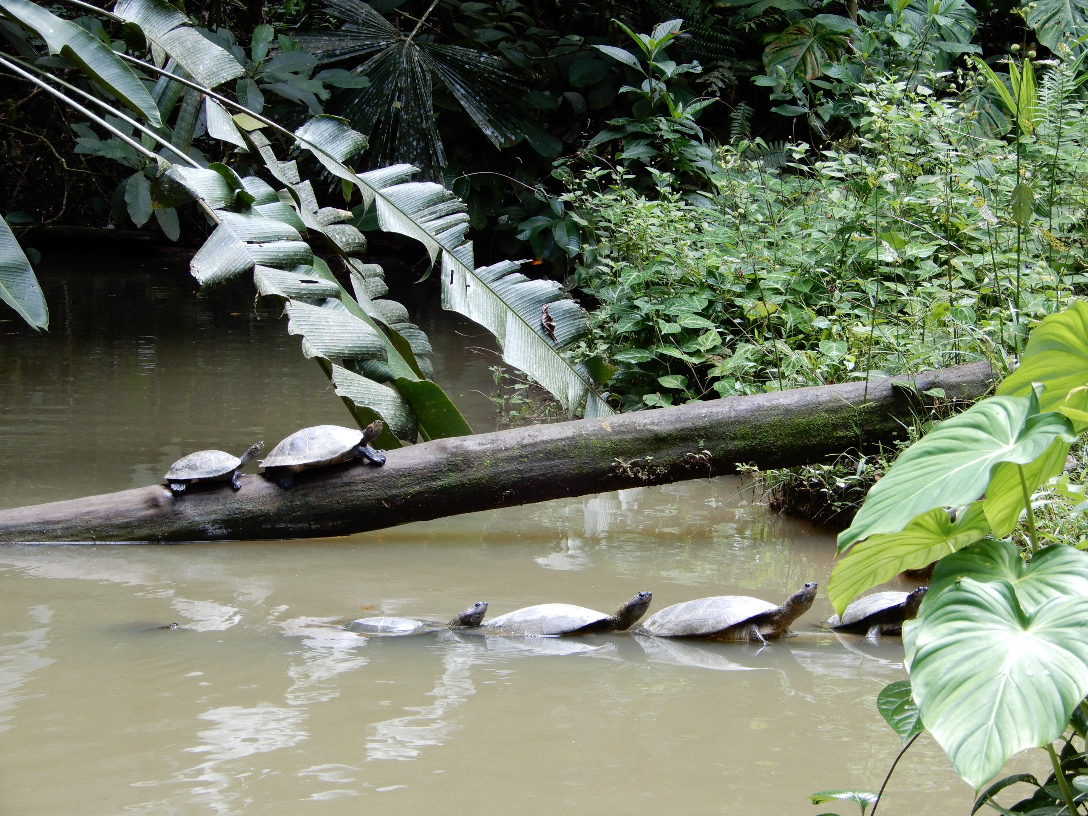 A natural scene with a log over water, surrounded by lush greenery.
